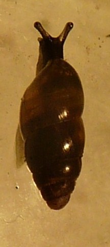 Cochlicopa lubrica (Muller, 1774)